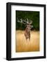 Deer in the Forest. Red Deer Stag, Bellow Majestic Powerful Adult Animal outside Autumn Forest, Big-Ondrej Prosicky-Framed Photographic Print