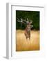 Deer in the Forest. Red Deer Stag, Bellow Majestic Powerful Adult Animal outside Autumn Forest, Big-Ondrej Prosicky-Framed Photographic Print