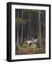 Deer licking each other, Banff National Park, Alberta, Canada, North America-JIA JIAHE-Framed Photographic Print