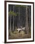 Deer licking each other, Banff National Park, Alberta, Canada, North America-JIA JIAHE-Framed Photographic Print