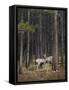 Deer licking each other, Banff National Park, Alberta, Canada, North America-JIA JIAHE-Framed Stretched Canvas