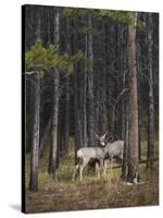 Deer licking each other, Banff National Park, Alberta, Canada, North America-JIA JIAHE-Stretched Canvas