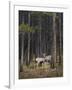 Deer licking each other, Banff National Park, Alberta, Canada, North America-JIA JIAHE-Framed Photographic Print