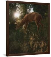 Deer Light-Steve Hunziker-Framed Premium Giclee Print
