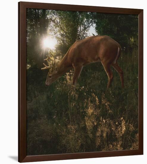 Deer Light-Steve Hunziker-Framed Premium Giclee Print