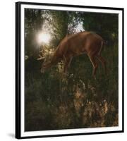 Deer Light-Steve Hunziker-Framed Premium Giclee Print
