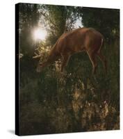 Deer Light-Steve Hunziker-Stretched Canvas