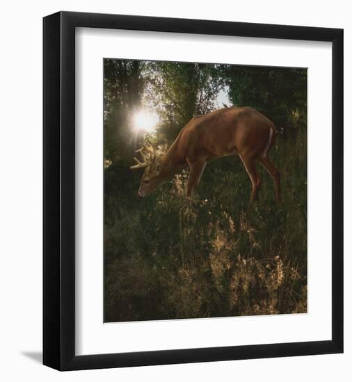 Deer Light-Steve Hunziker-Framed Art Print