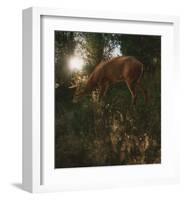 Deer Light-Steve Hunziker-Framed Art Print