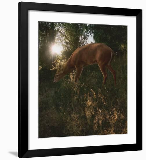 Deer Light-Steve Hunziker-Framed Art Print