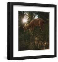 Deer Light-Steve Hunziker-Framed Art Print