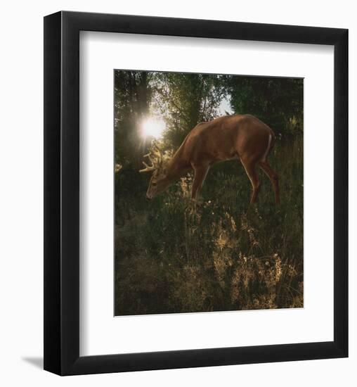 Deer Light-Steve Hunziker-Framed Art Print