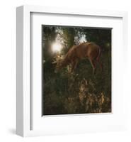 Deer Light-Steve Hunziker-Framed Art Print