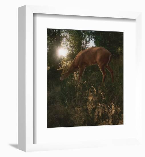 Deer Light-Steve Hunziker-Framed Art Print