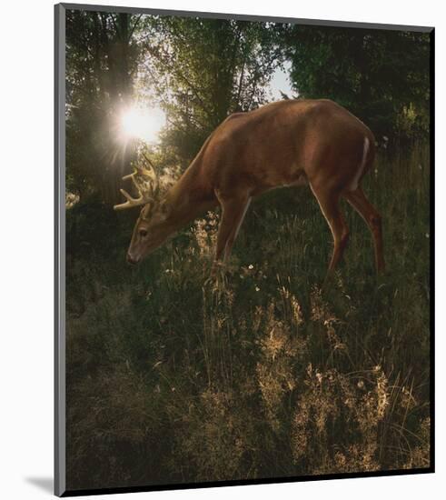 Deer Light-Steve Hunziker-Mounted Art Print