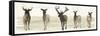 Deer Line II-Grace Popp-Framed Stretched Canvas