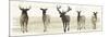 Deer Line II-Grace Popp-Mounted Art Print