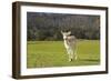 Deer Look-Incredi-Framed Giclee Print