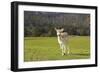 Deer Look-Incredi-Framed Giclee Print