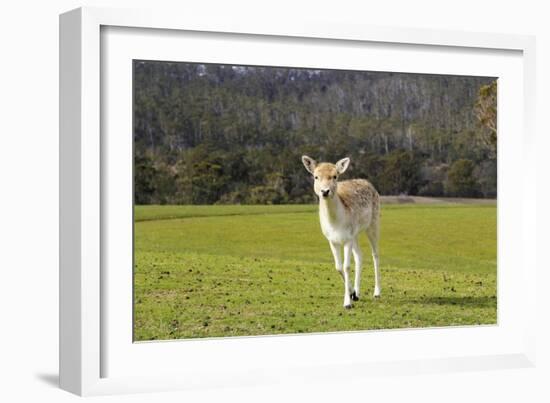 Deer Look-Incredi-Framed Giclee Print