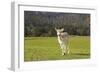 Deer Look-Incredi-Framed Giclee Print