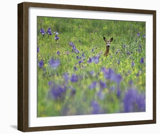 Deer Meadow-Wild Wonders of Europe-Framed Giclee Print