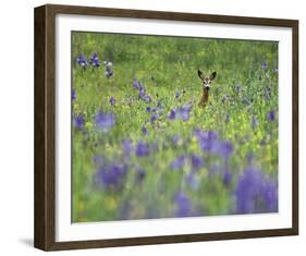 Deer Meadow-Wild Wonders of Europe-Framed Giclee Print