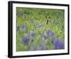 Deer Meadow-Wild Wonders of Europe-Framed Giclee Print