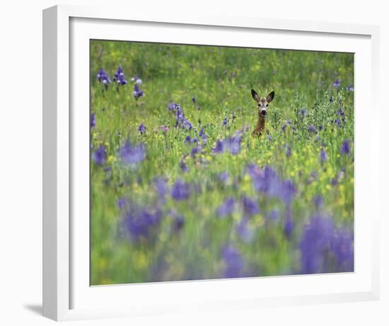 Deer Meadow-Wild Wonders of Europe-Framed Giclee Print