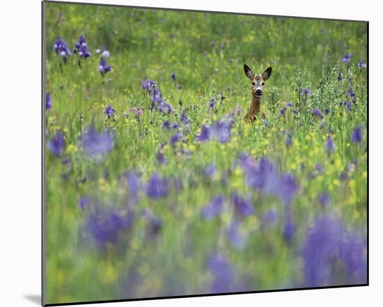 Deer Meadow-Wild Wonders of Europe-Mounted Giclee Print