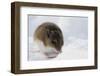 Deer Mouse in Winter-Ken Archer-Framed Photographic Print