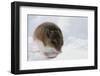 Deer Mouse in Winter-Ken Archer-Framed Photographic Print