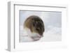 Deer Mouse in Winter-Ken Archer-Framed Photographic Print