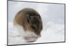 Deer Mouse in Winter-Ken Archer-Mounted Photographic Print