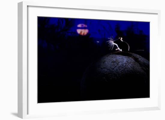 Deer Mouse (Peromyscus Maniculatus) On Giant Puffball Mushroom, Watching Mosquito In The Moonlight-Alexander Badyaev-Framed Photographic Print