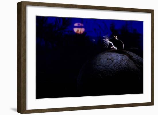 Deer Mouse (Peromyscus Maniculatus) On Giant Puffball Mushroom, Watching Mosquito In The Moonlight-Alexander Badyaev-Framed Photographic Print