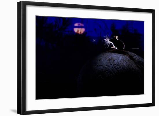 Deer Mouse (Peromyscus Maniculatus) On Giant Puffball Mushroom, Watching Mosquito In The Moonlight-Alexander Badyaev-Framed Photographic Print