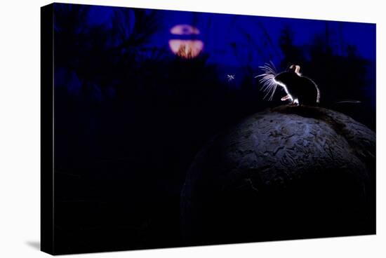 Deer Mouse (Peromyscus Maniculatus) On Giant Puffball Mushroom, Watching Mosquito In The Moonlight-Alexander Badyaev-Stretched Canvas