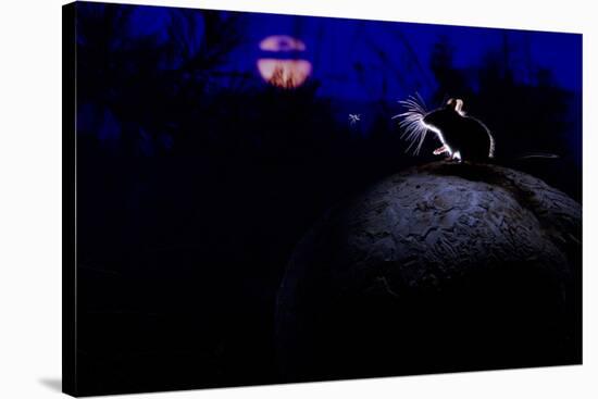 Deer Mouse (Peromyscus Maniculatus) On Giant Puffball Mushroom, Watching Mosquito In The Moonlight-Alexander Badyaev-Stretched Canvas