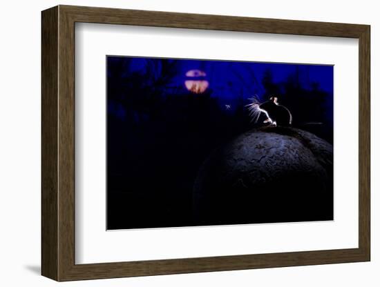 Deer Mouse (Peromyscus Maniculatus) On Giant Puffball Mushroom, Watching Mosquito In The Moonlight-Alexander Badyaev-Framed Photographic Print