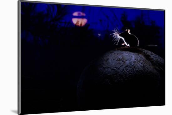 Deer Mouse (Peromyscus Maniculatus) On Giant Puffball Mushroom, Watching Mosquito In The Moonlight-Alexander Badyaev-Mounted Photographic Print