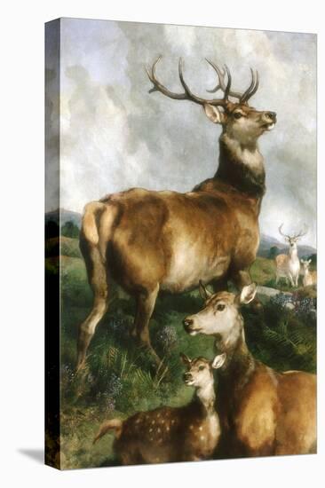 Deer of Chillingham Park, Northumberland, C.1867-Edwin Landseer-Stretched Canvas