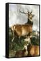 Deer of Chillingham Park, Northumberland, C.1867-Edwin Landseer-Framed Stretched Canvas