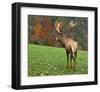 Deer On Autumn Background-null-Framed Art Print