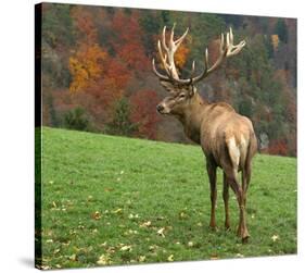 Deer On Autumn Background-null-Stretched Canvas