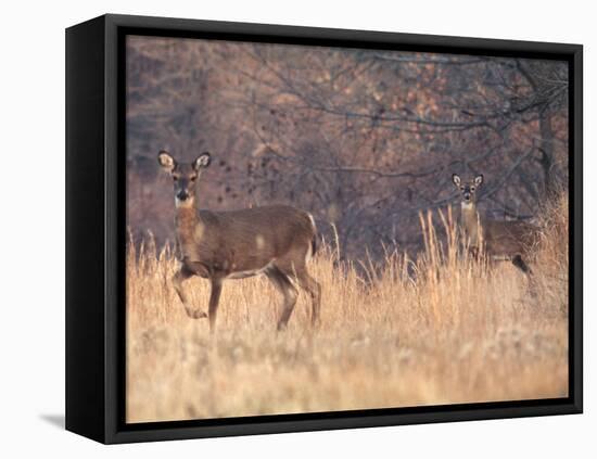 Deer on Gardiners Island-Alfred Eisenstaedt-Framed Stretched Canvas