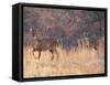 Deer on Gardiners Island-Alfred Eisenstaedt-Framed Stretched Canvas