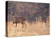 Deer on Gardiners Island-Alfred Eisenstaedt-Stretched Canvas