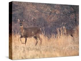 Deer on Gardiners Island-Alfred Eisenstaedt-Stretched Canvas