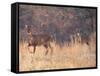 Deer on Gardiners Island-Alfred Eisenstaedt-Framed Stretched Canvas